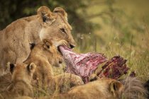 Vista panorámica de majestuosos leones comiendo presas en la naturaleza salvaje - foto de stock