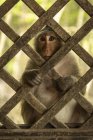 Gros plan d'un macaque à longue queue assis derrière une fenêtre en treillis de bois — Photo de stock