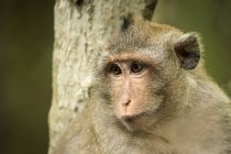 Gros plan de macaque à longue queue avec arbre derrière — Photo de stock