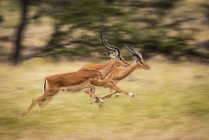 Vista lateral de impalas majestosos correndo em borrão movimento — Fotografia de Stock