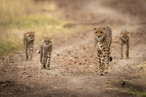 Cute and majestic cheetahs in wild nature — Stock Photo