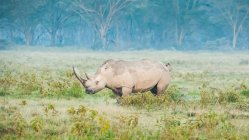 Rinoceronte blanco (Ceratotherium simum), Parque Nacional del Lago Nakuru; Kenia - foto de stock