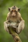 Baby long-tailed macaque on stump facing camera — Stock Photo
