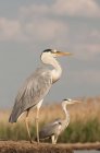 Great blue herons standing in field and looking away — Stock Photo