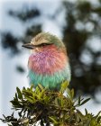 Lilac-breasted roller sitting on tree branch against blurred background — Stock Photo