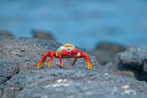 Sally Lightfoot (Grapsus grapsus) granchio su una roccia lungo la costa; Isole Galapagos, Ecuador — Foto stock