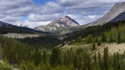 Montañas rocosas canadienses robustas con un bosque en el valle; Jasper, Alberta, Canadá - foto de stock