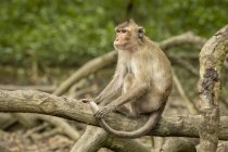 Macaco de cola larga sentado sobre raíces de manglar retorcidas - foto de stock