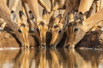 Lindo hermoso impalas en el lugar de riego en la naturaleza salvaje - foto de stock