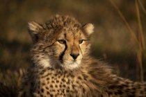 Focus selettivo colpo di maestoso ghepardo nella natura selvaggia — Foto stock