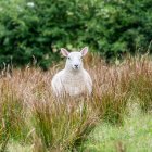 Weiße Schafe (Ovis aries) stehen im hohen Gras und blicken in die Kamera; Donegal, County Donegal, Irland — Stockfoto
