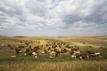 Troupeau de vaches dans les pâturages sous un ciel nuageux — Photo de stock