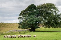 Vista cênica de ovelhas pastando na bela paisagem — Fotografia de Stock