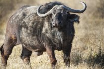 Vista panoramica di bufalo africano a natura selvaggia — Foto stock