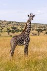 Молодих Масаї жирафа стоячи на Саванна — стокове фото