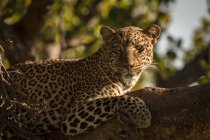 Primer plano del leopardo en la rama con reflector - foto de stock