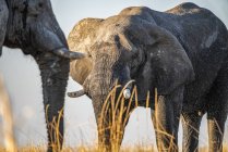 Hermosos elefantes africanos grises en la naturaleza salvaje en el campo, Parque Nacional del Serengeti; Tanzania - foto de stock