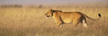 Мальовничий вид на величного лева на дикій природі — стокове фото