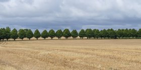 Una fila di alberi ai margini di un campo dorato, Buttevant, Contea di Cork, Irlanda — Foto stock