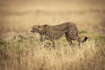 Enfoque selectivo disparo de guepardo majestuoso en la naturaleza salvaje - foto de stock