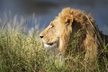 Scenic view of majestic lion at wild nature — Stock Photo