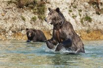Vista panorámica de majestuosos osos en la naturaleza salvaje divirtiéndose en el agua - foto de stock
