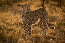 Selektive Fokusaufnahme eines majestätischen Geparden in freier Natur — Stockfoto