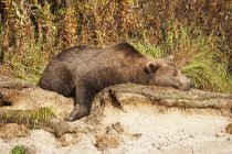 Vista panorâmica do urso majestoso na natureza selvagem relaxante na rocha — Fotografia de Stock