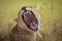 Vista de primer plano del majestuoso león mostrando dientes en la naturaleza salvaje - foto de stock