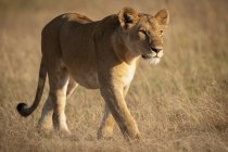 Vista panoramica di maestoso leone in campo a natura selvaggia — Foto stock