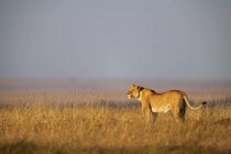 Vue panoramique du lion majestueux dans le champ à la nature sauvage — Photo de stock