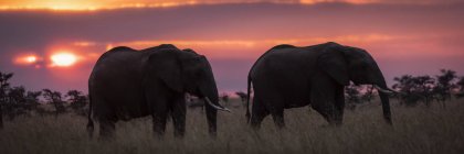 Beautiful grey African elephants in wild nature at sunset, Serengeti National Park; Tanzania — Stock Photo