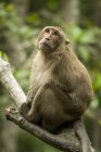 Long-tailed macaque sitting in tree staring up — Stock Photo