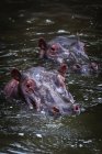 Мальовничий вид на величні і милий гіпопотам у дикій природі — стокове фото