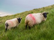 Scenic view of sheep grazing at beautiful landscape — Stock Photo
