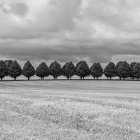 Una hilera de árboles que dividen los campos agrícolas, Buttevant, Condado de Cork, Irlanda - foto de stock
