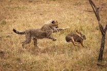Вибірковий фокус знімок величного гепарда полювання на кролика в дикій природі — стокове фото