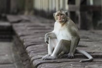 Long-tailed macaque sitting on wall looking up — Stock Photo