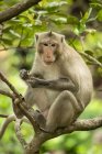 Long-tailed macaque sitting in branches holding biscuit — Stock Photo