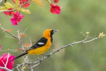 Male Altamira oriole  perched in a tree with red and green foliage — Stock Photo