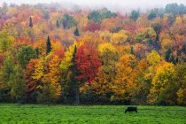 A cow grazing in a lush grass field with vibrant, colorful autumn foliage in the forest; Fulford, Quebec, Canada — Stock Photo