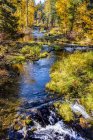 Follaje de colores otoñales vibrantes a lo largo de Trout Lake Creek, Mount Adams Recreation Área, Washington, Estados Unidos de América - foto de stock