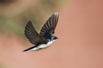 Tree swallow in flight against blurred background — Stock Photo
