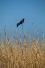 Red-winged blackbird perched on a reed in field — Stock Photo