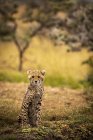 Lindo leopardo sentado en la naturaleza salvaje, fondo borroso - foto de stock