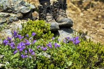 Fleurs sauvages violettes le long d'un sentier rocheux avec des bottes de randonneurs en arrière-plan ; Colombie-Britannique, Canada — Photo de stock