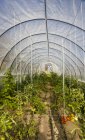 Tomatoes and other vegetables growing in a hoop house style greenhouse enclosure; Palmer, Alaska, United States of America — Stock Photo