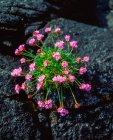 Nahaufnahme des Meeres rosa Blumen auf Felsen (armeria maritima) — Stockfoto