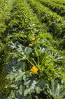 Dettaglio di filari di piante di zucchine, fiori gialli punteggiano le filari; Palmer, Alaska, Stati Uniti d'America — Foto stock