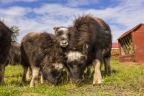 Veaux de bœuf musqué (Ovibos moschatus) nés au printemps rivalisent d'herbe sur la ferme de bœuf musqué, dans le centre-sud de l'Alaska ; Palmer, Alaska, États-Unis d'Amérique — Photo de stock